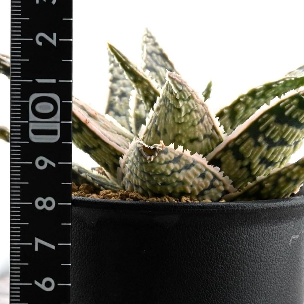 美苗 ブラックペッパー Black pepper アロエ 多肉植物 ラベル付き 美苗 ブラックペッパー Black pepper アロエ 多肉植物 ラベル